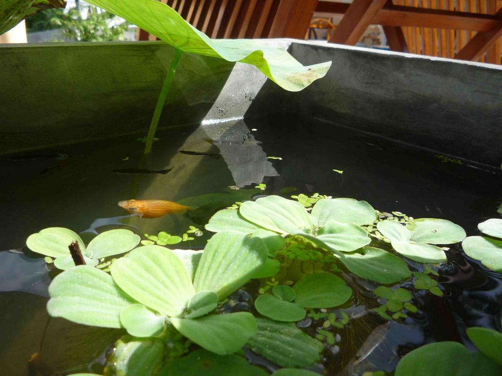 Chaweng Noi Residence Buitenkant foto